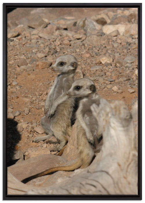 kleines Erdmännchen Rudel auf Leinwandbild gerahmt Größe 100x70