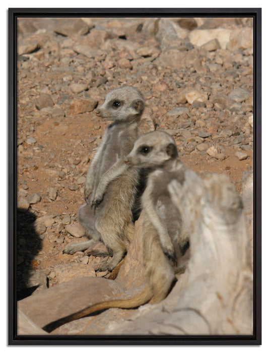 kleines Erdmännchen Rudel auf Leinwandbild gerahmt Größe 80x60