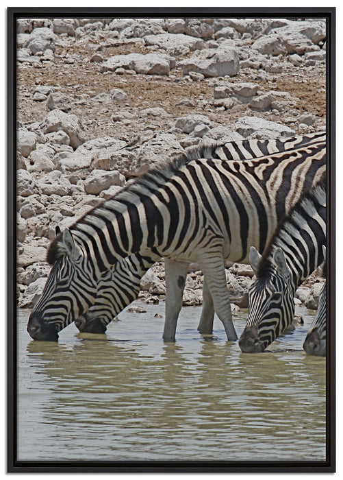 Zebraherde am Wasserloch auf Leinwandbild gerahmt Größe 100x70