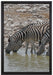 Zebraherde am Wasserloch auf Leinwandbild gerahmt Größe 60x40