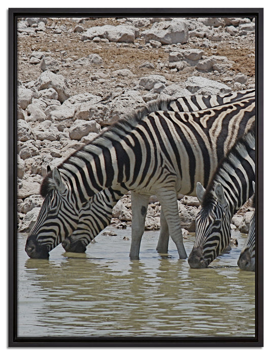 Zebraherde am Wasserloch auf Leinwandbild gerahmt Größe 80x60