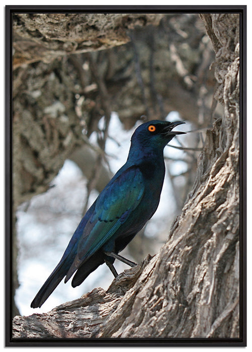 Purpurglanzstar auf Baum auf Leinwandbild gerahmt Größe 100x70