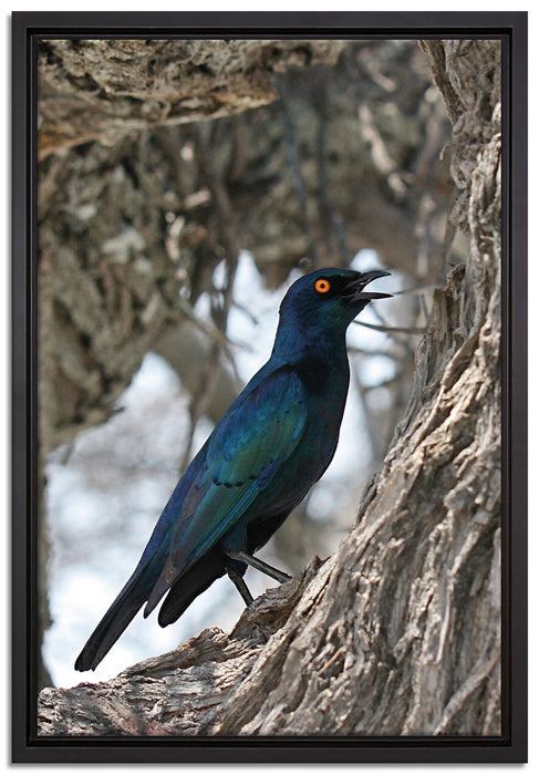 Purpurglanzstar auf Baum auf Leinwandbild gerahmt Größe 60x40