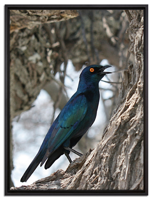 Purpurglanzstar auf Baum auf Leinwandbild gerahmt Größe 80x60