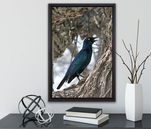 Purpurglanzstar auf Baum auf Leinwandbild gerahmt mit Kirschblüten