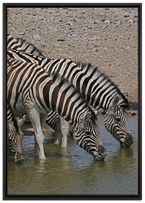 Zebraherde an einem Wasserloch auf Leinwandbild gerahmt Größe 100x70