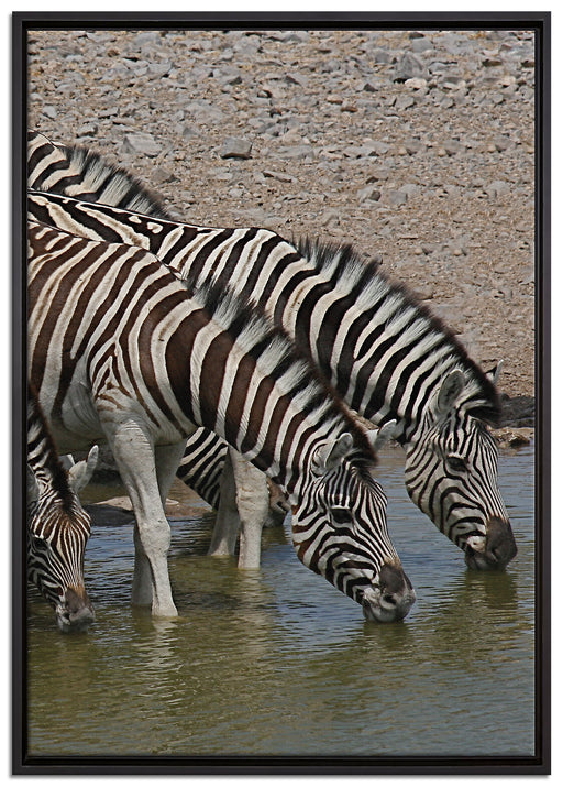 Zebraherde an einem Wasserloch auf Leinwandbild gerahmt Größe 100x70