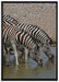 Zebraherde an einem Wasserloch auf Leinwandbild gerahmt Größe 100x70