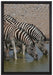 Zebraherde an einem Wasserloch auf Leinwandbild gerahmt Größe 60x40