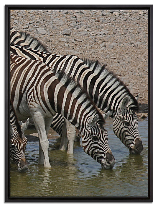 Zebraherde an einem Wasserloch auf Leinwandbild gerahmt Größe 80x60