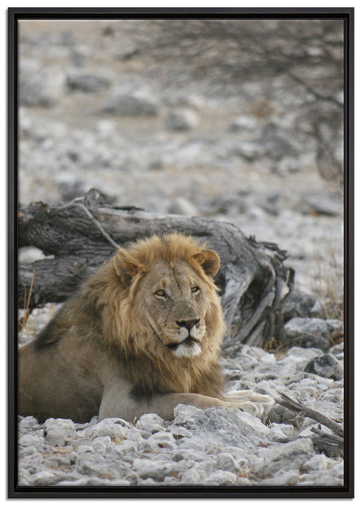 Löwe in Steinlandschaft auf Leinwandbild gerahmt Größe 100x70