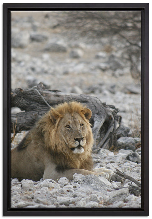 Löwe in Steinlandschaft auf Leinwandbild gerahmt Größe 60x40