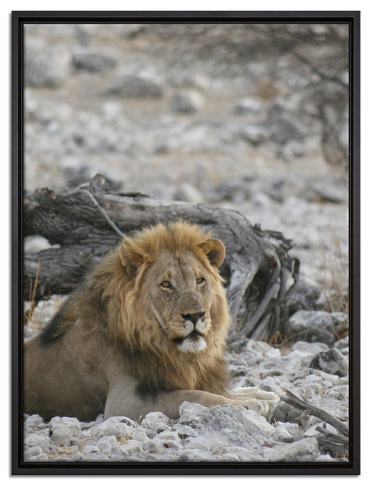 Löwe in Steinlandschaft auf Leinwandbild gerahmt Größe 80x60