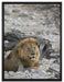 Löwe in Steinlandschaft auf Leinwandbild gerahmt Größe 80x60