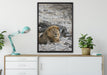 Löwe in Steinlandschaft auf Leinwandbild gerahmt verschiedene Größen im Wohnzimmer