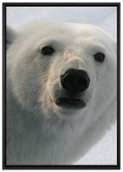 wachsamer Eisbär auf Leinwandbild gerahmt Größe 100x70