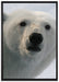 wachsamer Eisbär auf Leinwandbild gerahmt Größe 100x70
