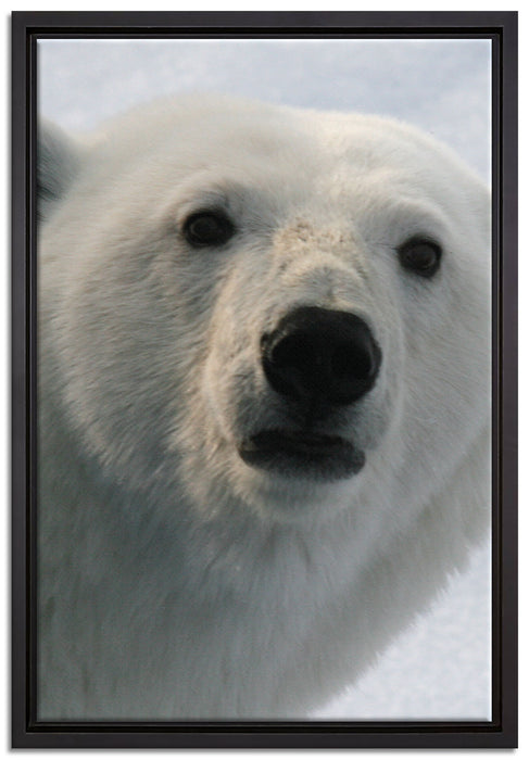 wachsamer Eisbär auf Leinwandbild gerahmt Größe 60x40