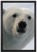 wachsamer Eisbär auf Leinwandbild gerahmt Größe 60x40