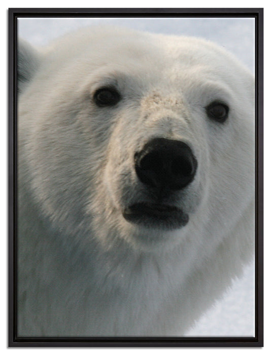 wachsamer Eisbär auf Leinwandbild gerahmt Größe 80x60