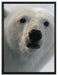 wachsamer Eisbär auf Leinwandbild gerahmt Größe 80x60