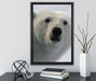 wachsamer Eisbär auf Leinwandbild gerahmt mit Kirschblüten