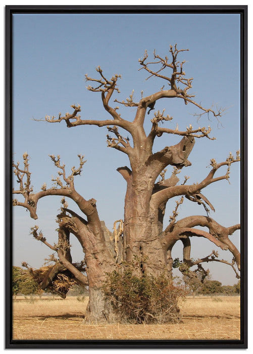 vertrockneter Baum in der Savanne auf Leinwandbild gerahmt Größe 100x70