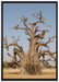 vertrockneter Baum in der Savanne auf Leinwandbild gerahmt Größe 100x70