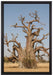 vertrockneter Baum in der Savanne auf Leinwandbild gerahmt Größe 60x40