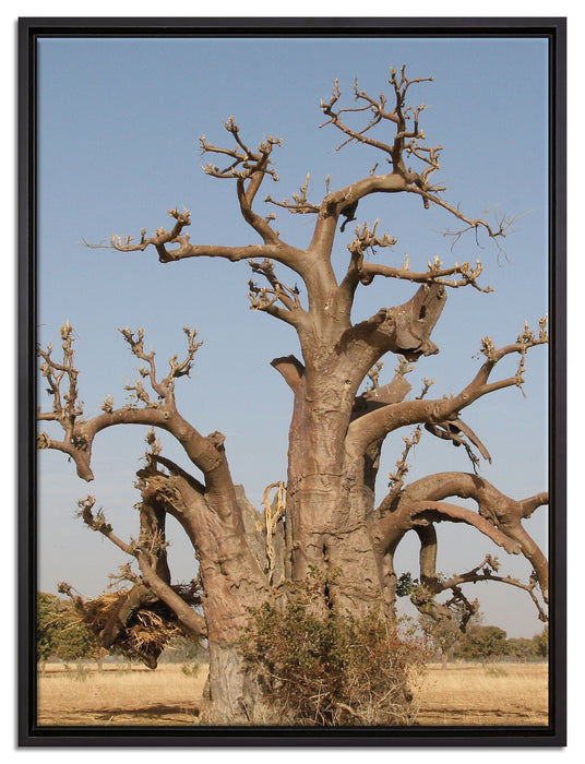 vertrockneter Baum in der Savanne auf Leinwandbild gerahmt Größe 80x60