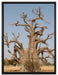 vertrockneter Baum in der Savanne auf Leinwandbild gerahmt Größe 80x60