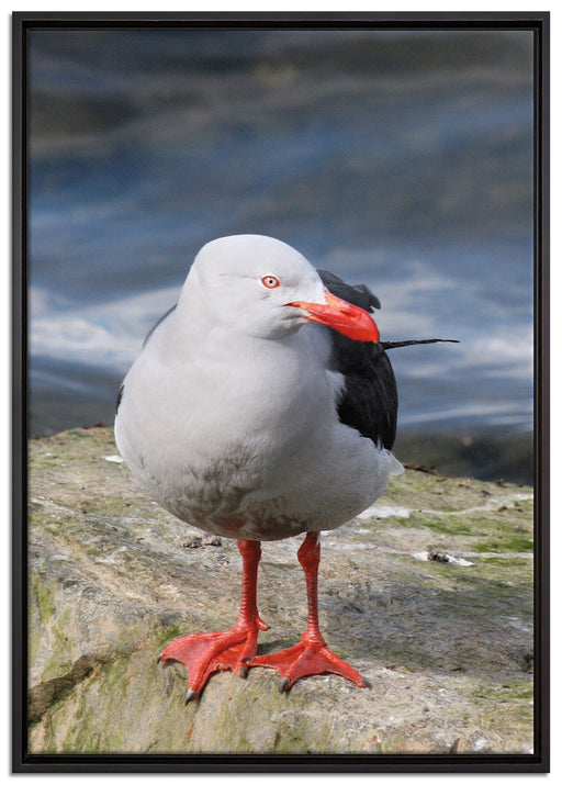 kleine Möwe auf Felsbrocken auf Leinwandbild gerahmt Größe 100x70