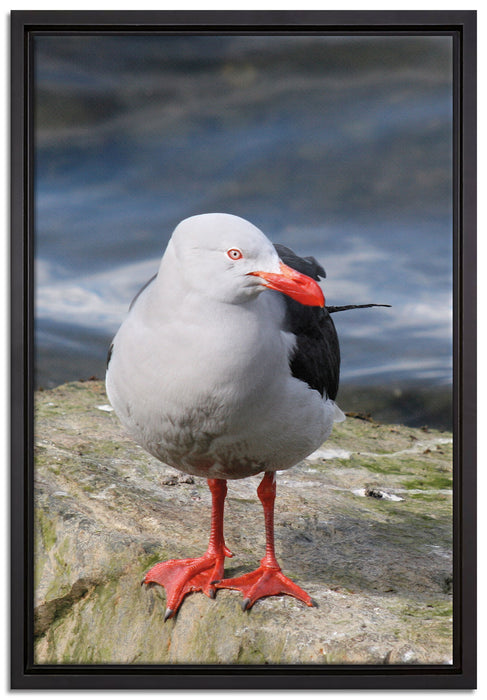 kleine Möwe auf Felsbrocken auf Leinwandbild gerahmt Größe 60x40