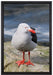 kleine Möwe auf Felsbrocken auf Leinwandbild gerahmt Größe 60x40