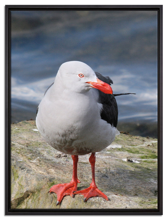 kleine Möwe auf Felsbrocken auf Leinwandbild gerahmt Größe 80x60
