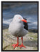 kleine Möwe auf Felsbrocken auf Leinwandbild gerahmt Größe 80x60