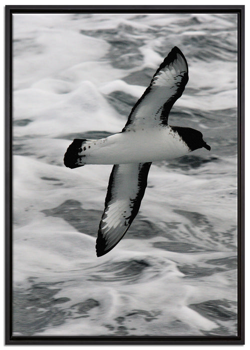 prächtige Möwe fliegt über Wasser auf Leinwandbild gerahmt Größe 100x70