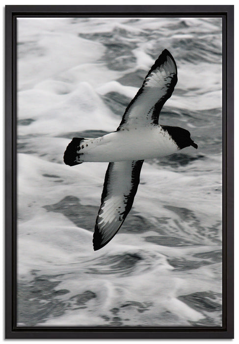 prächtige Möwe fliegt über Wasser auf Leinwandbild gerahmt Größe 60x40