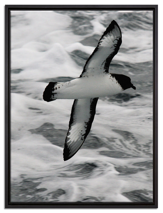 prächtige Möwe fliegt über Wasser auf Leinwandbild gerahmt Größe 80x60