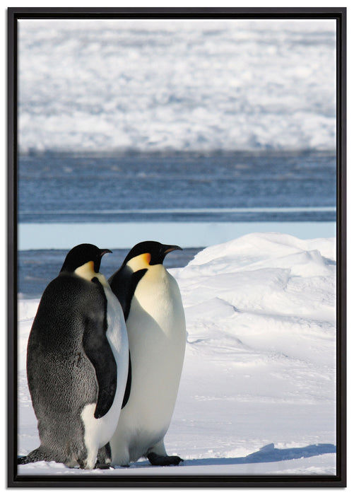 Kaiserpinguine auf Leinwandbild gerahmt Größe 100x70