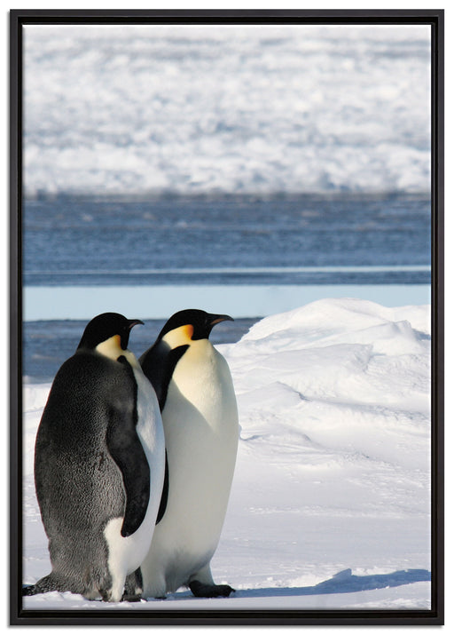 Kaiserpinguine auf Leinwandbild gerahmt Größe 100x70