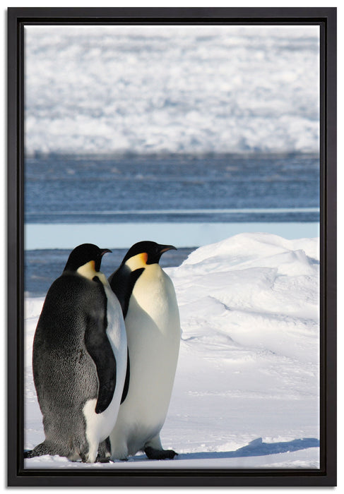 Kaiserpinguine auf Leinwandbild gerahmt Größe 60x40