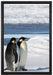 Kaiserpinguine auf Leinwandbild gerahmt Größe 60x40