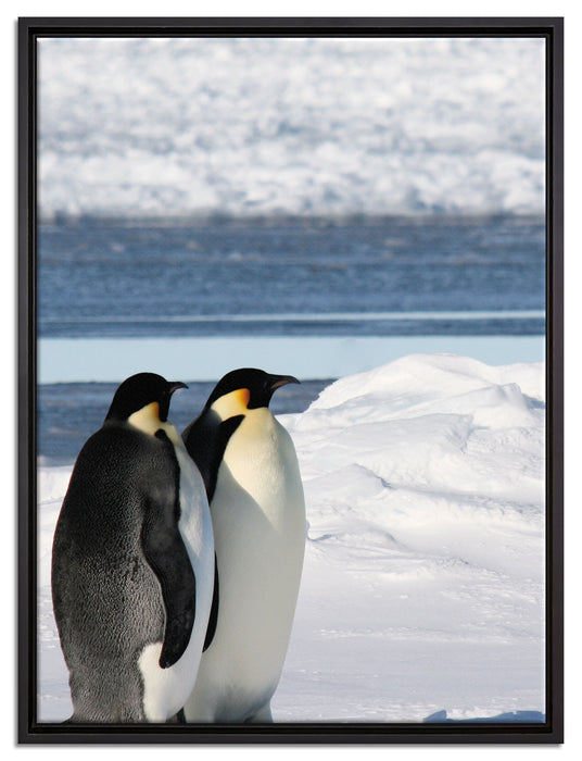 Kaiserpinguine auf Leinwandbild gerahmt Größe 80x60