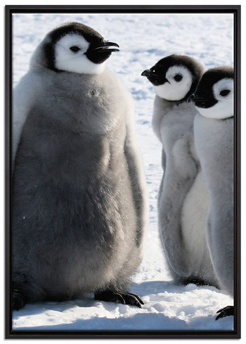 drei Kaiserpinguin-Küken auf Leinwandbild gerahmt Größe 100x70