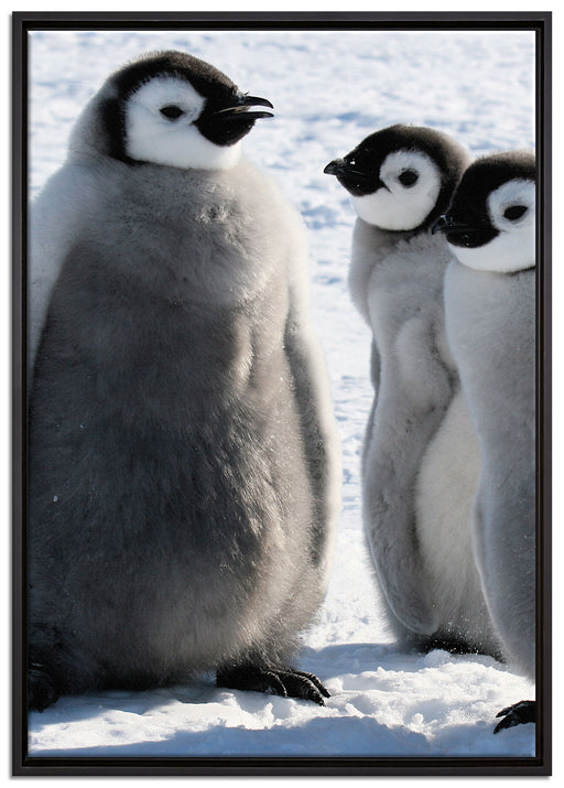 drei Kaiserpinguin-Küken auf Leinwandbild gerahmt Größe 100x70