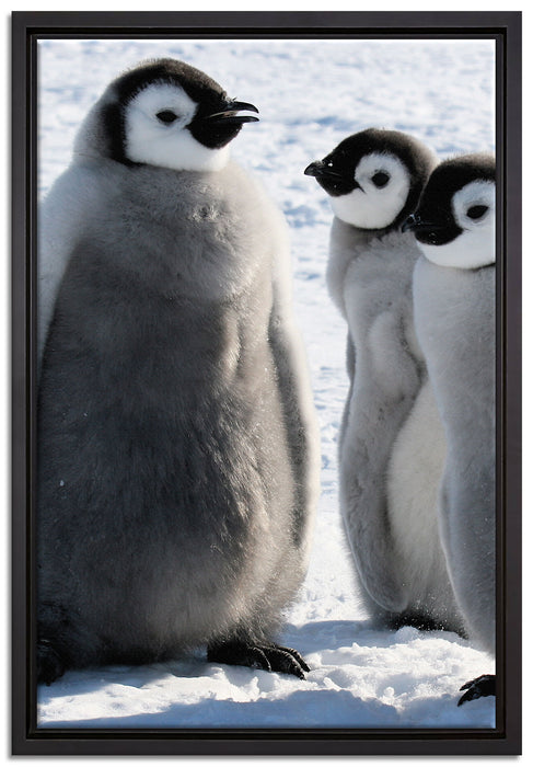 drei Kaiserpinguin-Küken auf Leinwandbild gerahmt Größe 60x40