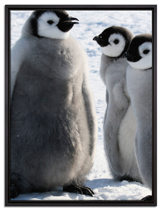 drei Kaiserpinguin-Küken auf Leinwandbild gerahmt Größe 80x60