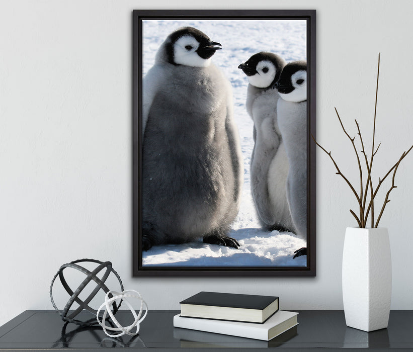 drei Kaiserpinguin-Küken auf Leinwandbild gerahmt mit Kirschblüten
