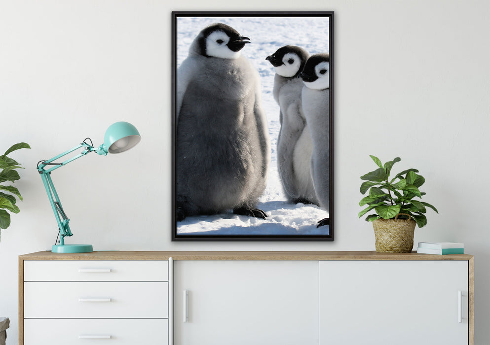 drei Kaiserpinguin-Küken auf Leinwandbild gerahmt verschiedene Größen im Wohnzimmer